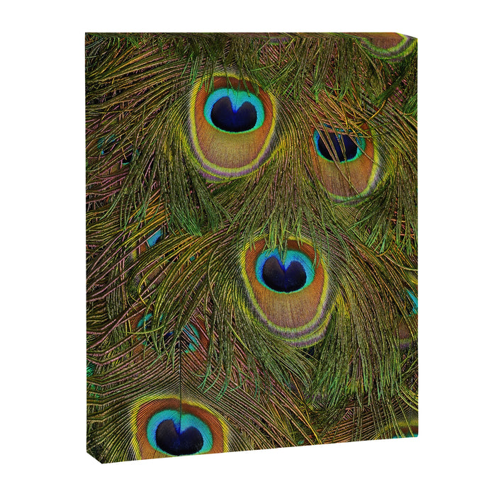 	peacock feathers Canvas Print Gallery Image 1