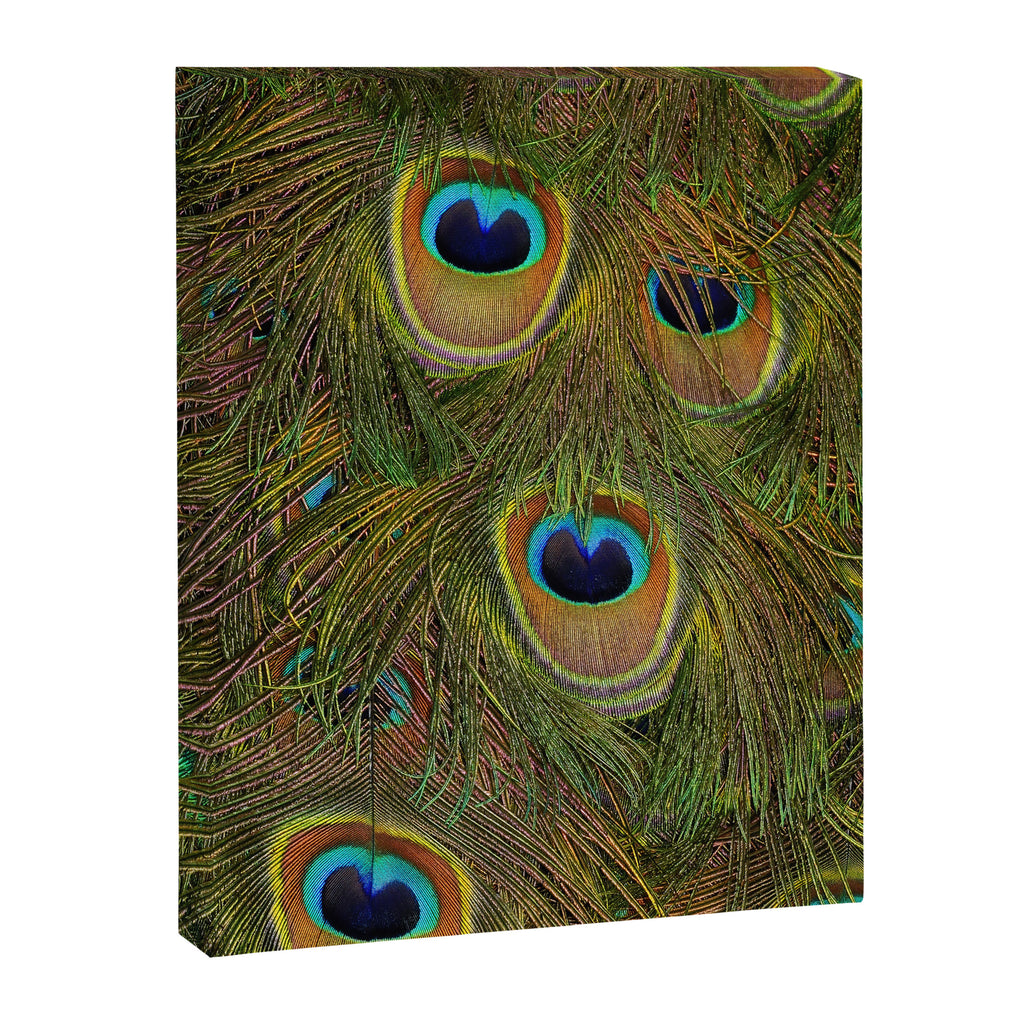 	peacock feathers Canvas Print Gallery Image 6