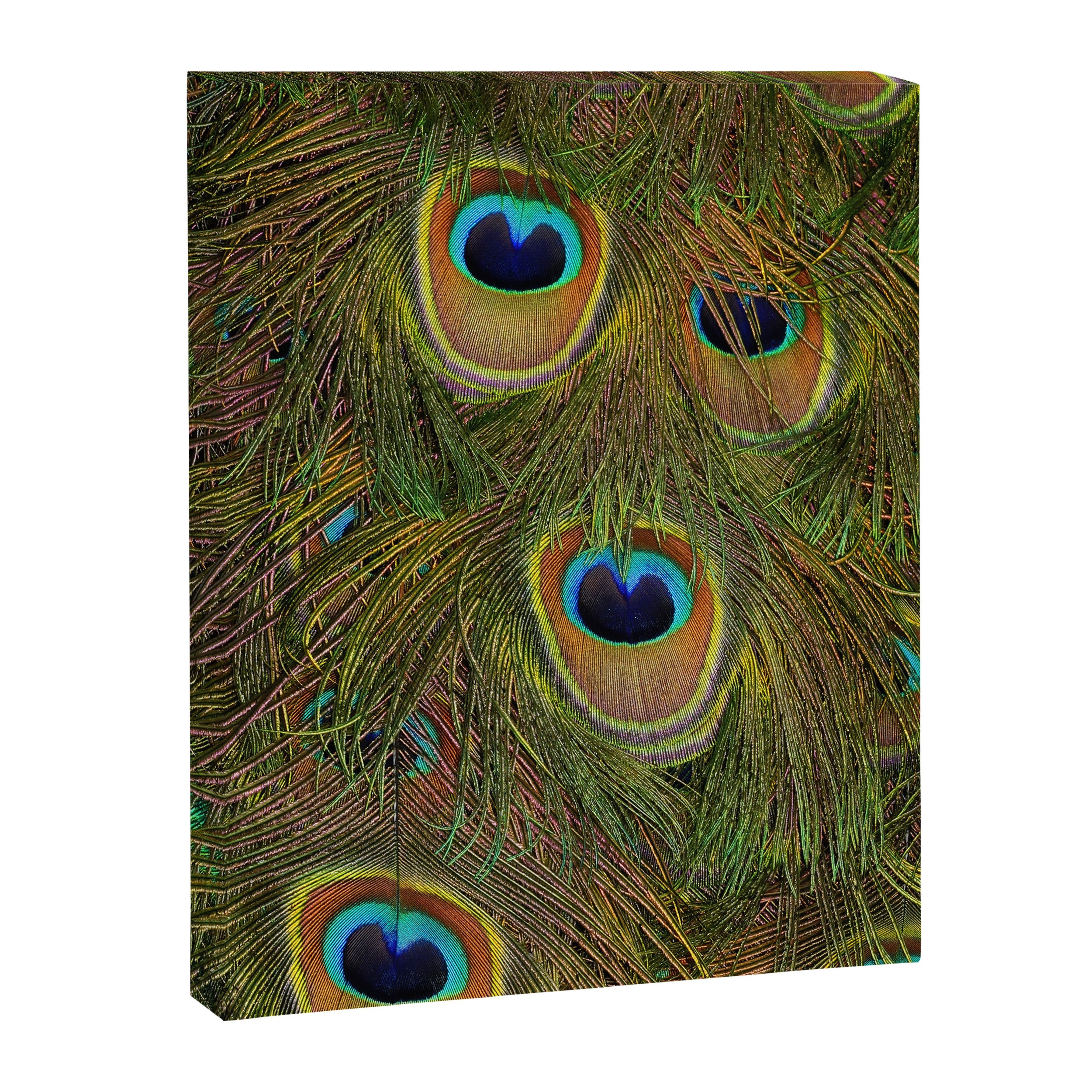 	peacock feathers Canvas Print Gallery Image 6