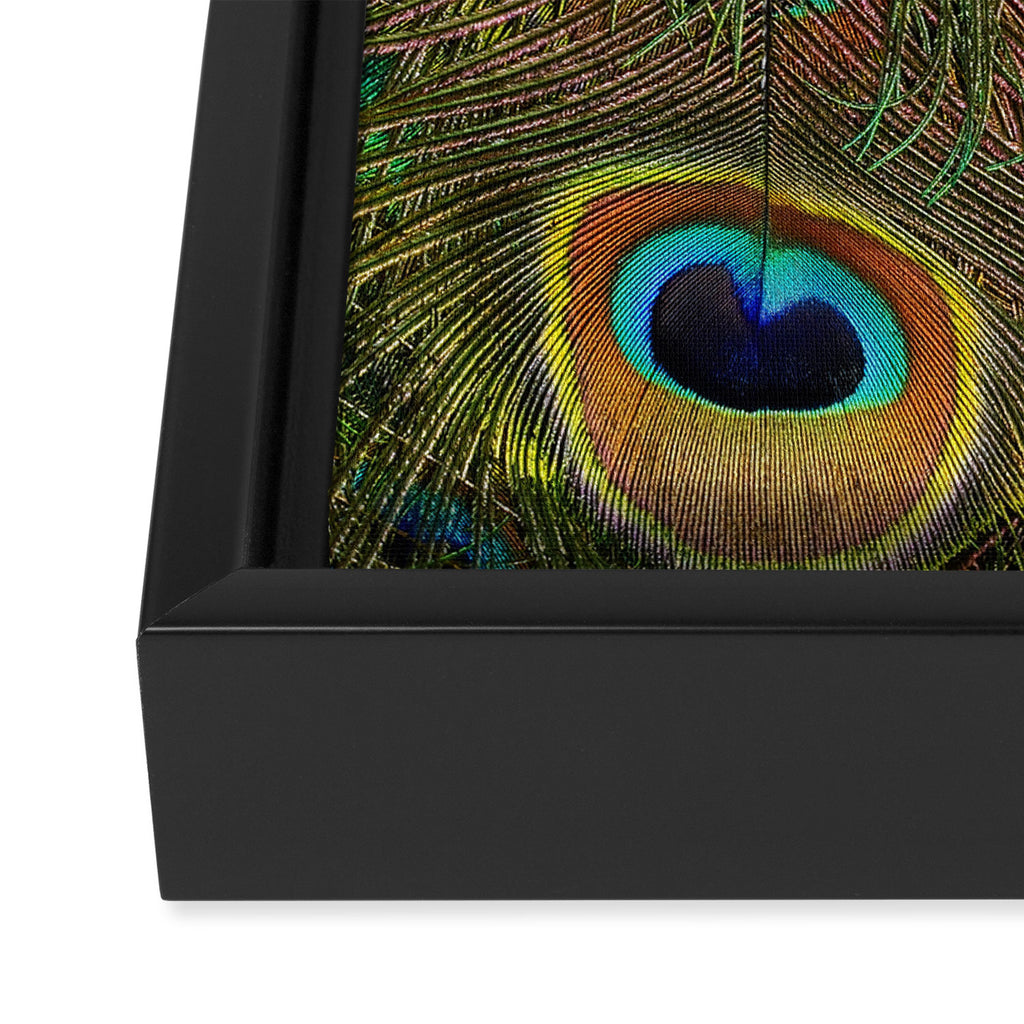 	peacock feathers Framed Canvas Print Gallery Image 3