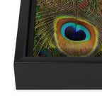 	peacock feathers Framed Canvas Print Gallery Image 3