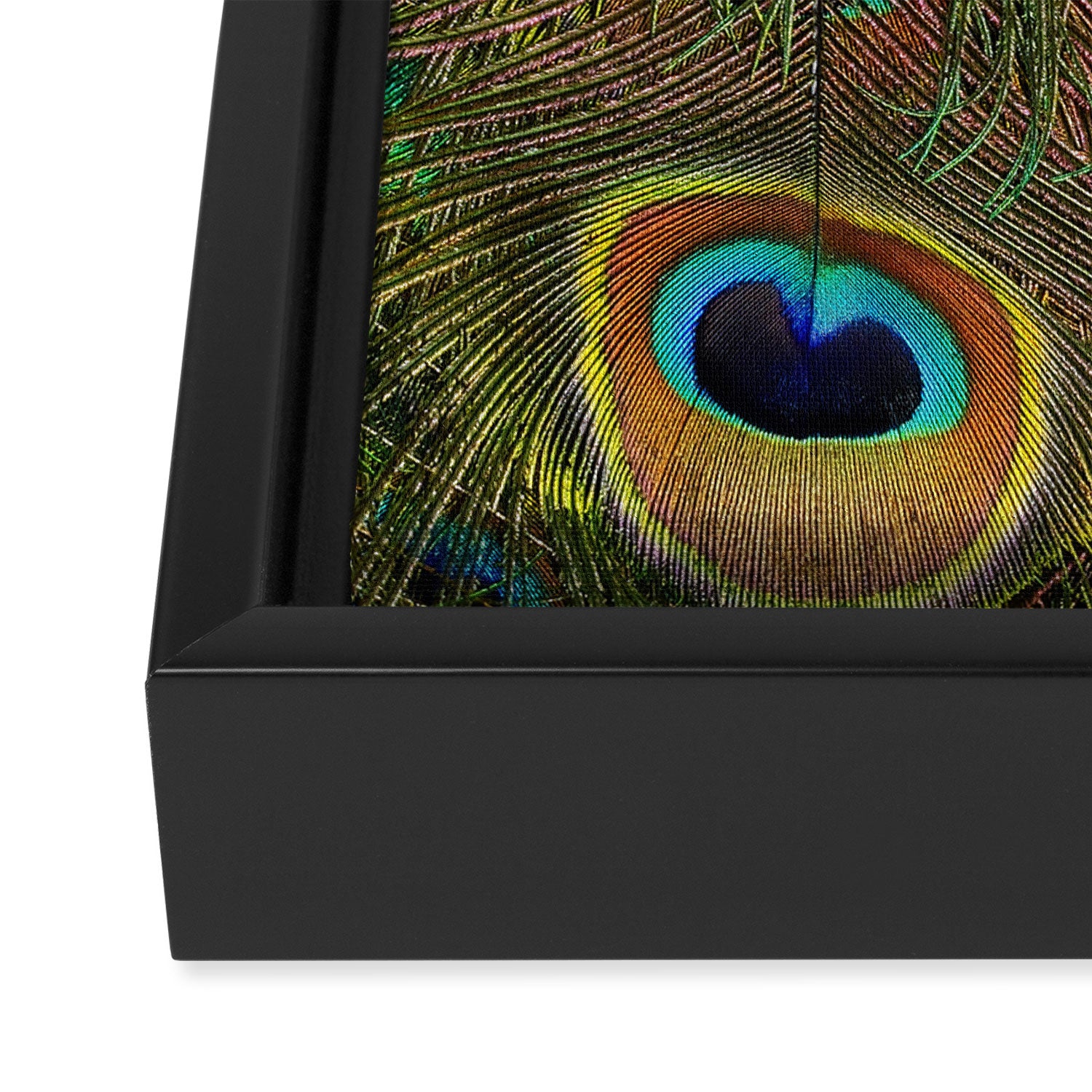 	peacock feathers Framed Canvas Print Gallery Image 3
