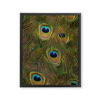 	peacock feathers Framed Canvas Print Gallery Image 6