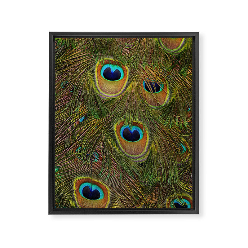 	peacock feathers Framed Canvas Print Gallery Image 6