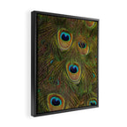 	peacock feathers Framed Canvas Print Gallery Image 2