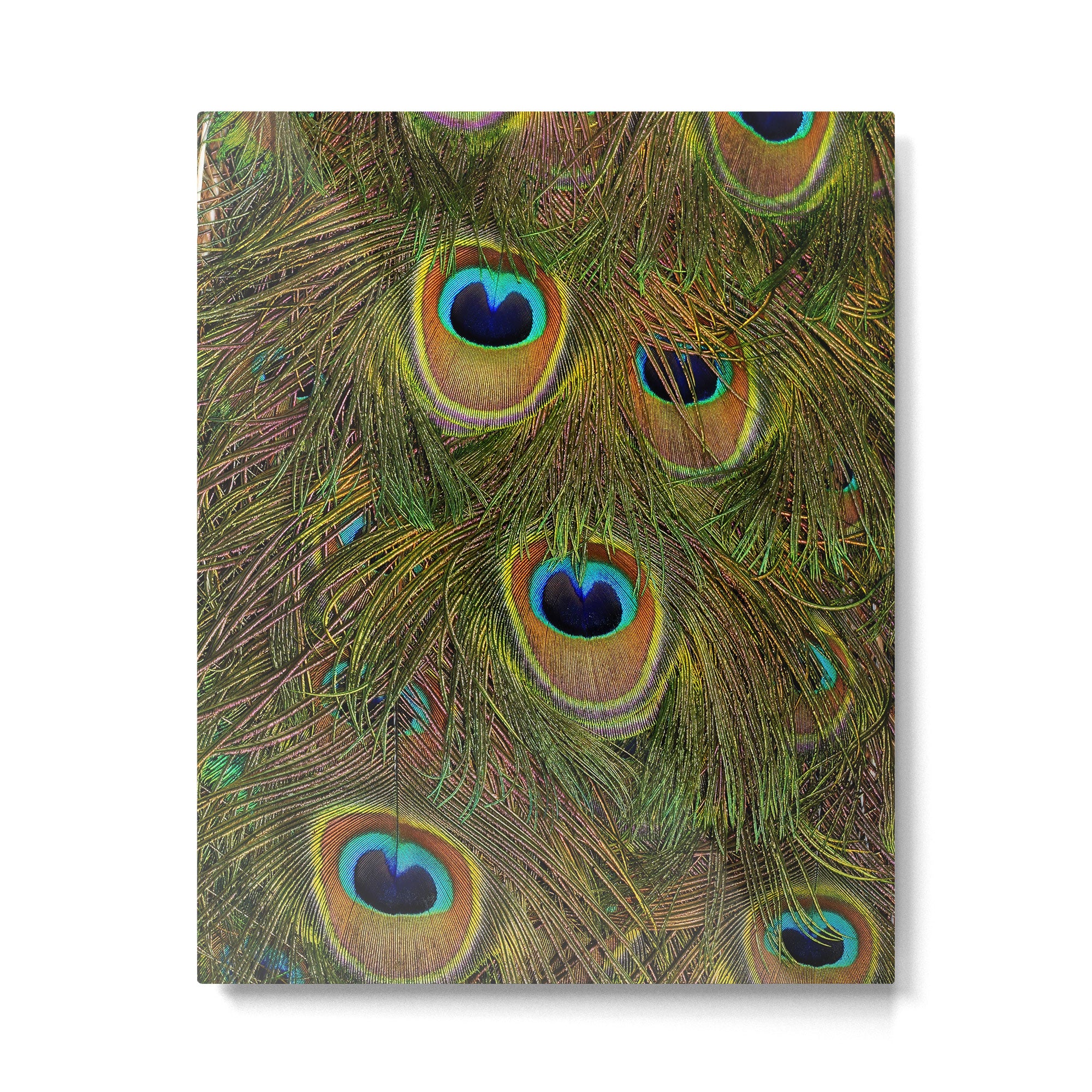 	peacock feathers Metal Print Gallery Image 4