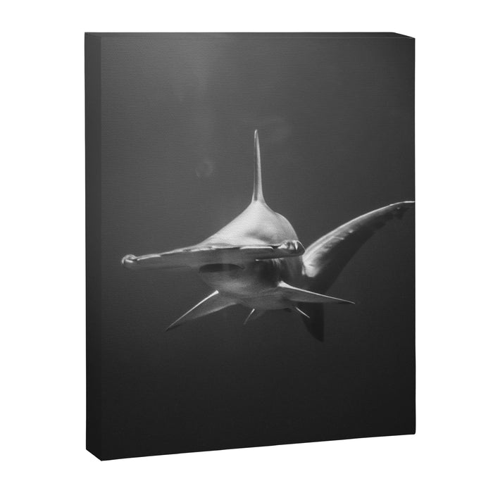 Hammerhead Shark (Black and White) Canvas Print Gallery Image 1