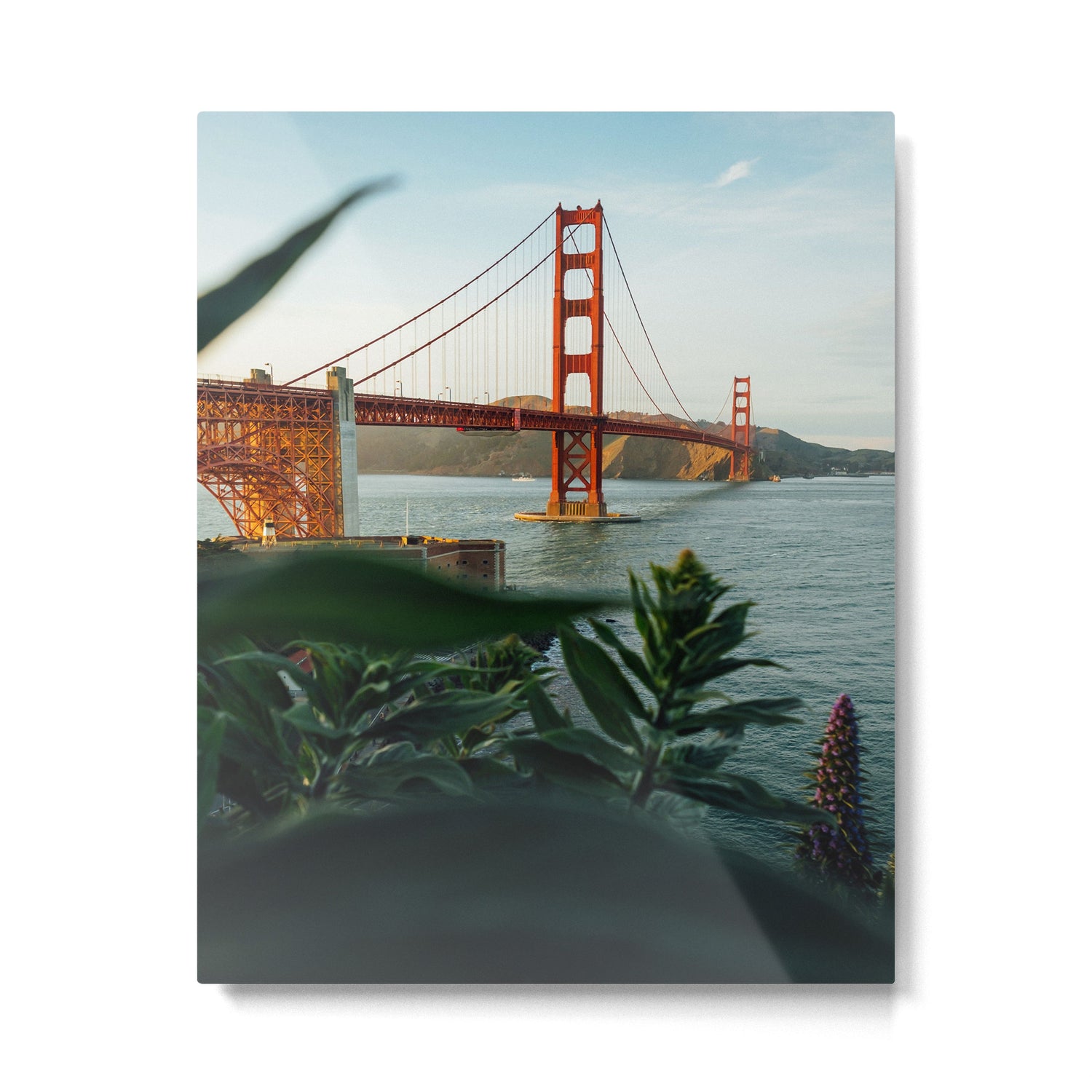 San Francisco Bridge Plant (Color) Metal Print Gallery Image 4