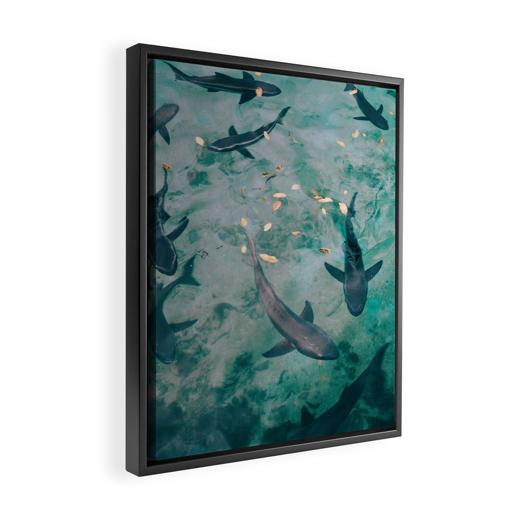 Shoal of Sharks (Color) Framed Canvas Print Gallery Image 2