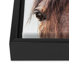 peekaboo horse, bw horse print, horse photo, equestrian, equestrian photo, equestrian decor Framed Canvas Print Gallery Image 3