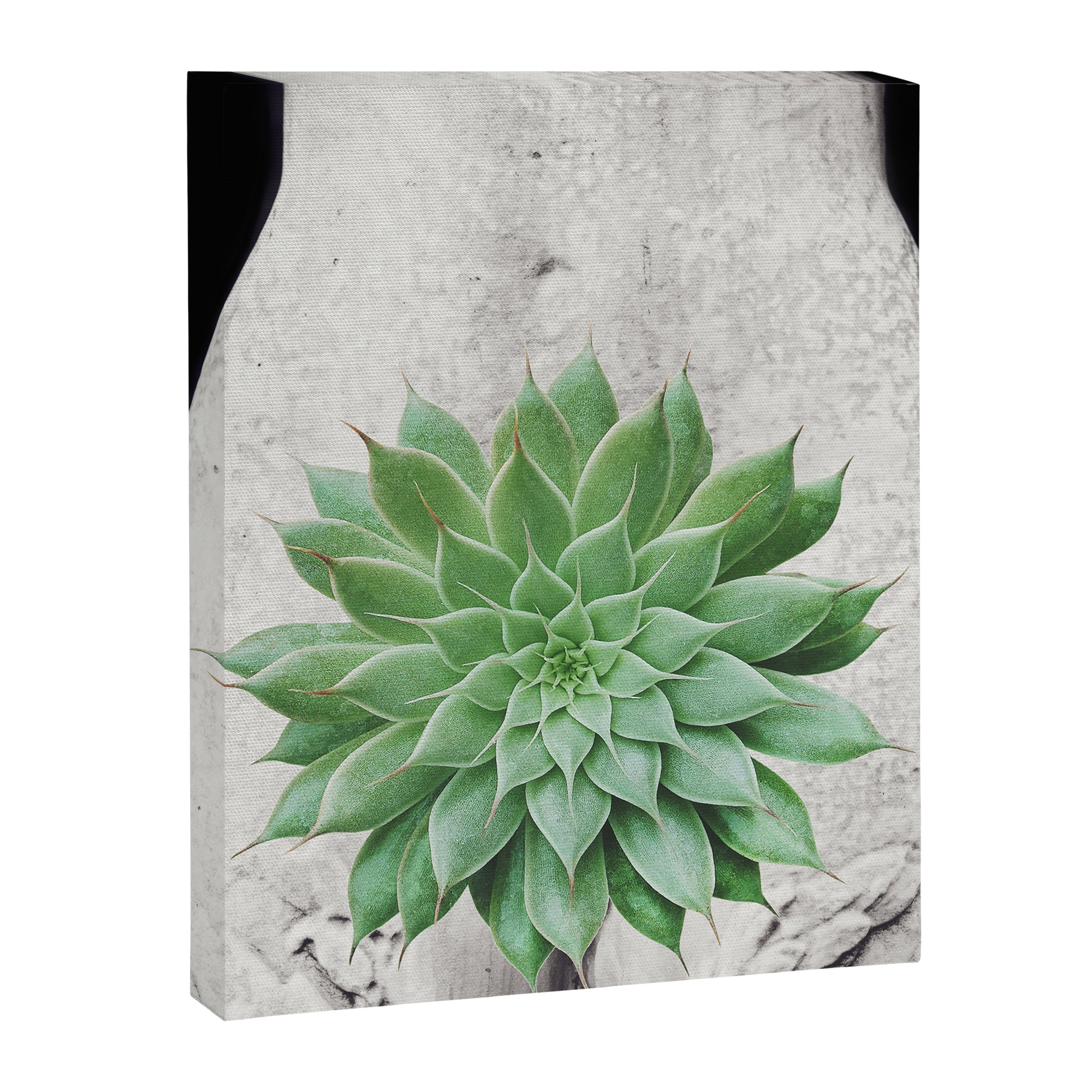 A Succulent Woman Canvas Print Gallery Image 6