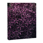 Allium Flower Canvas Print Gallery Image 6