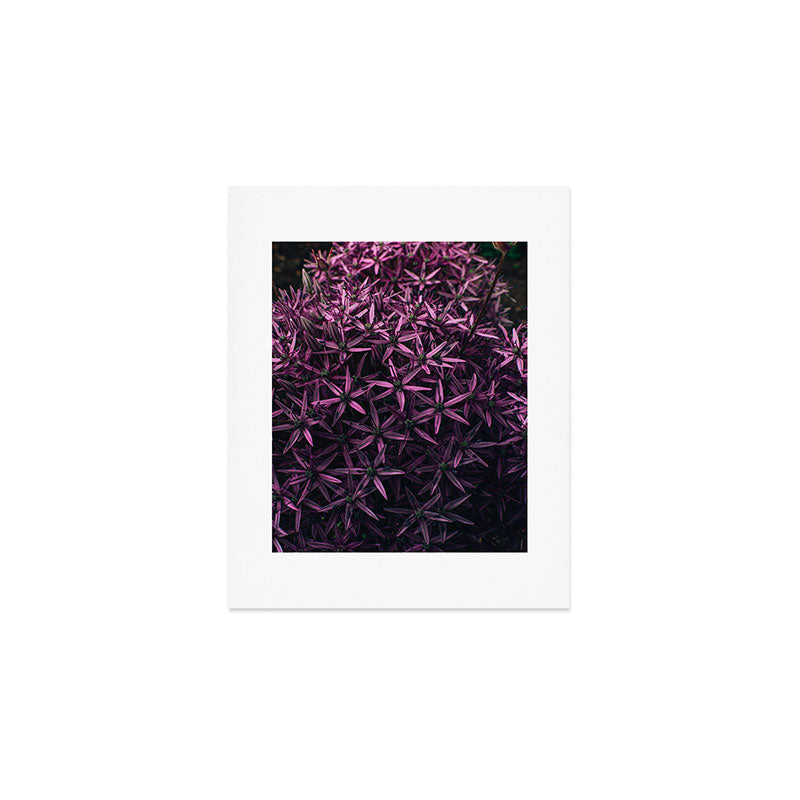 Allium Flower Art Print Gallery Image 1