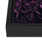 Allium Flower Framed Canvas Print Gallery Image 3