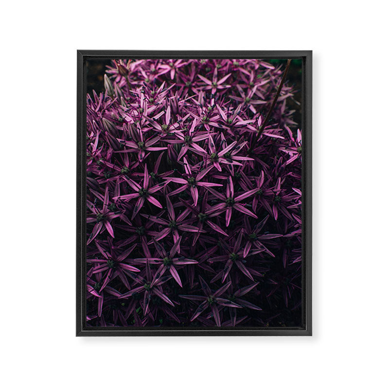 Allium Flower Framed Canvas Print Gallery Image 6