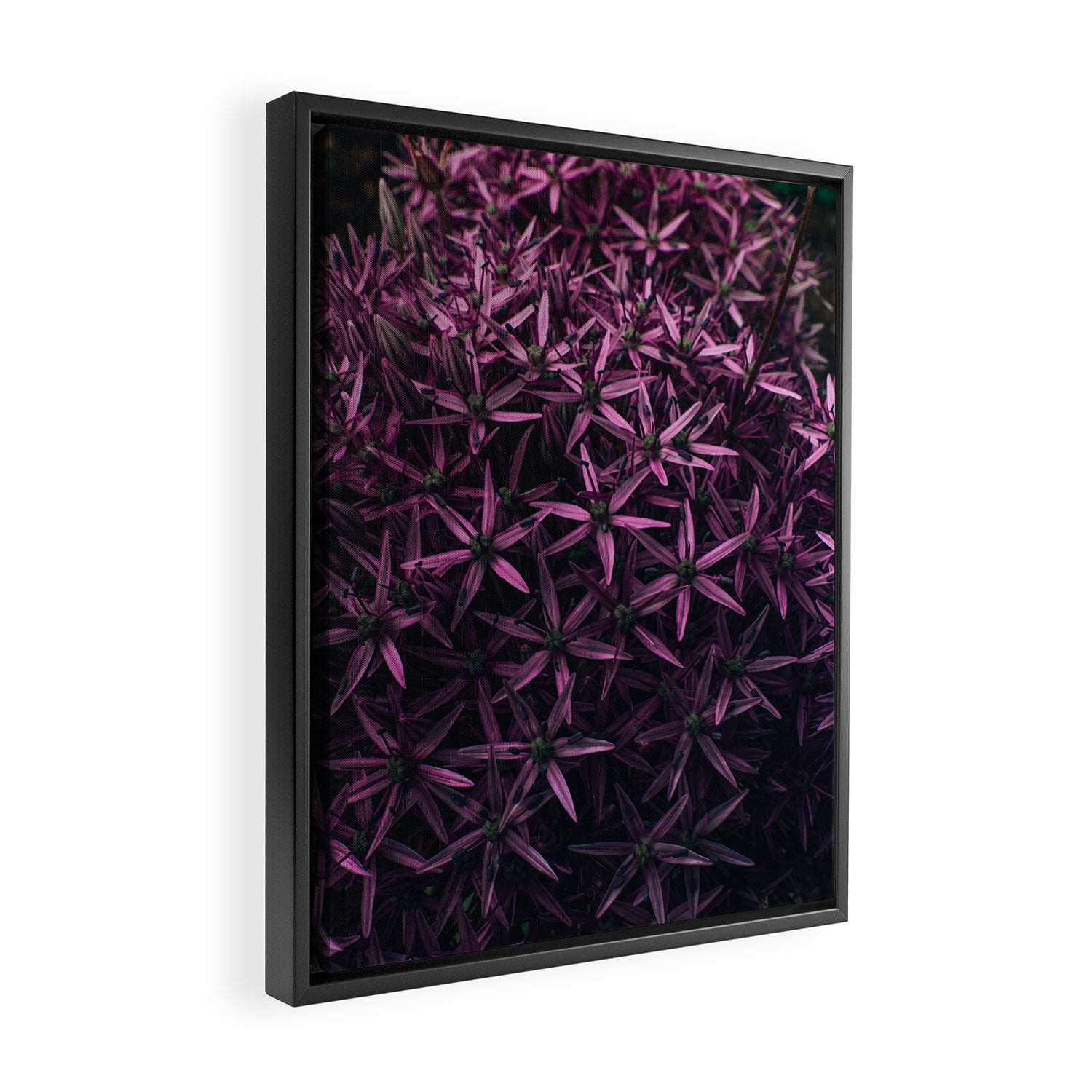 Allium Flower Framed Canvas Print Gallery Image 2
