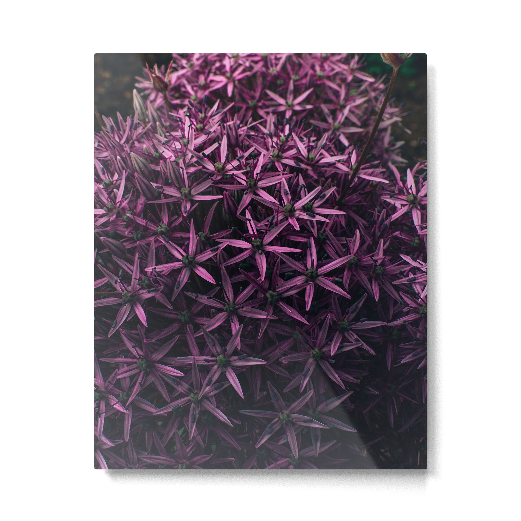 Allium Flower Metal Print Gallery Image 4