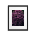 Allium Flower Framed Art Print Gallery Image 5
