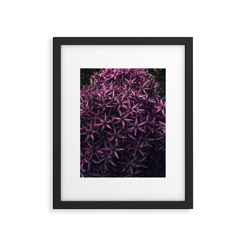 Allium Flower Framed Art Print Gallery Image 5