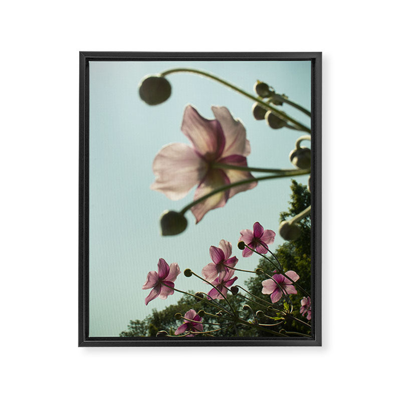 Aloft - rose pink autumn flower photo floral  Framed Canvas Print Gallery Image 6