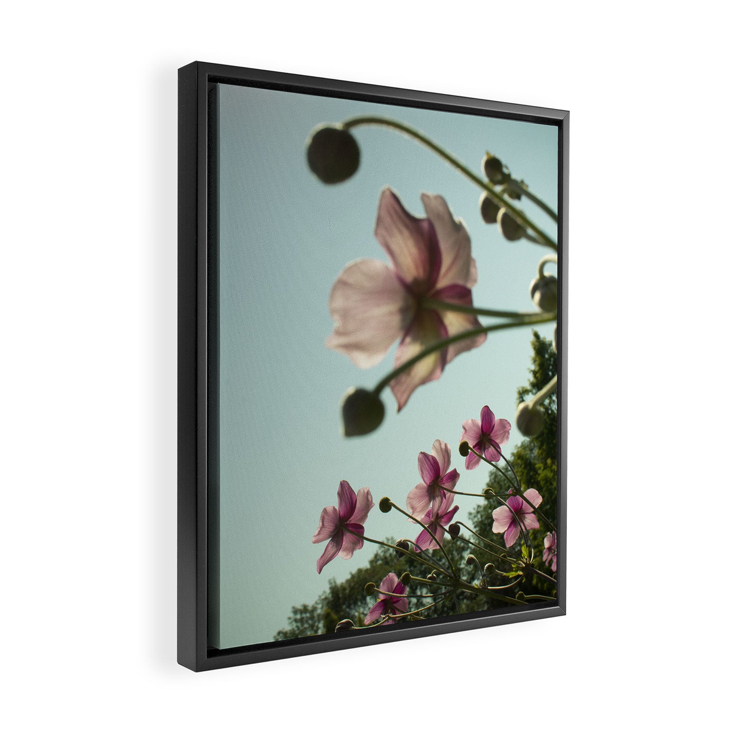 Aloft - rose pink autumn flower photo floral  Framed Canvas Print Gallery Image 2