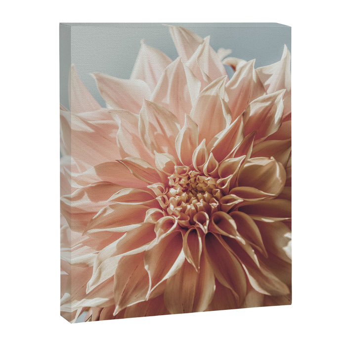 Always the Optimist  pink dahlia botanical flower photograph Canvas Print Gallery Image 1