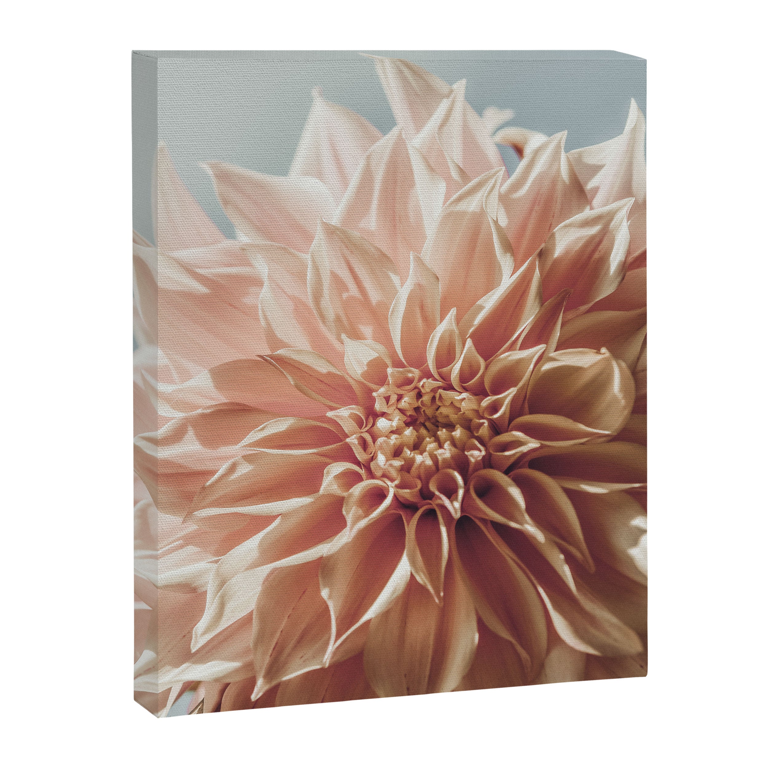 Always the Optimist  pink dahlia botanical flower photograph Canvas Print Gallery Image 6