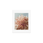 Always the Optimist  pink dahlia botanical flower photograph Art Print Gallery Image 1