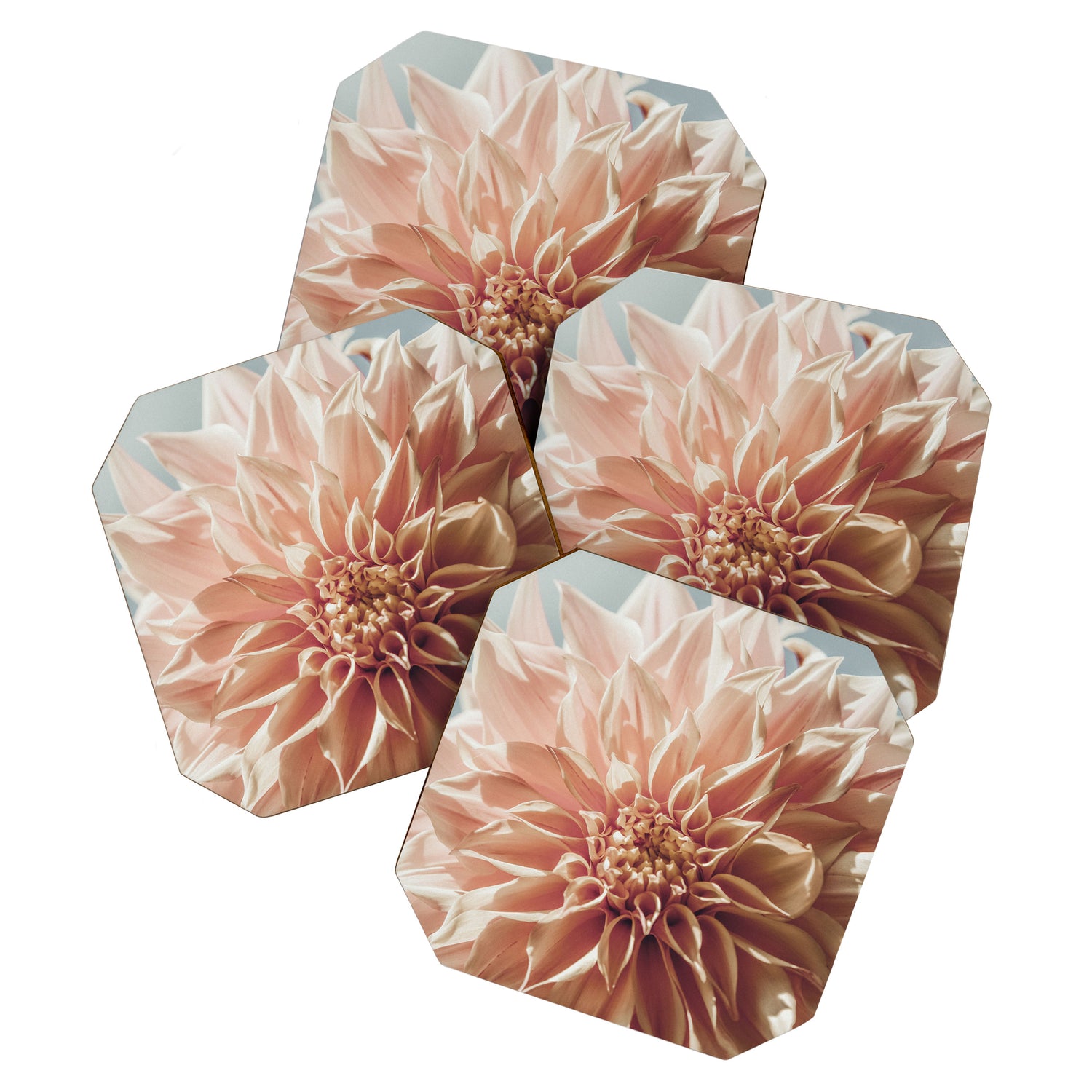 Always the Optimist  pink dahlia botanical flower photograph Coaster Gallery Image 1