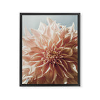 Always the Optimist  pink dahlia botanical flower photograph Framed Canvas Print Gallery Image 6