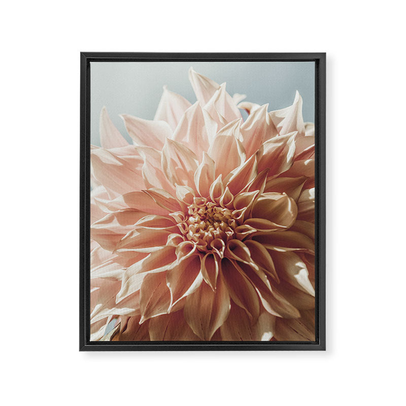 Always the Optimist  pink dahlia botanical flower photograph Framed Canvas Print Gallery Image 6