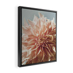 Always the Optimist  pink dahlia botanical flower photograph Framed Canvas Print Gallery Image 2