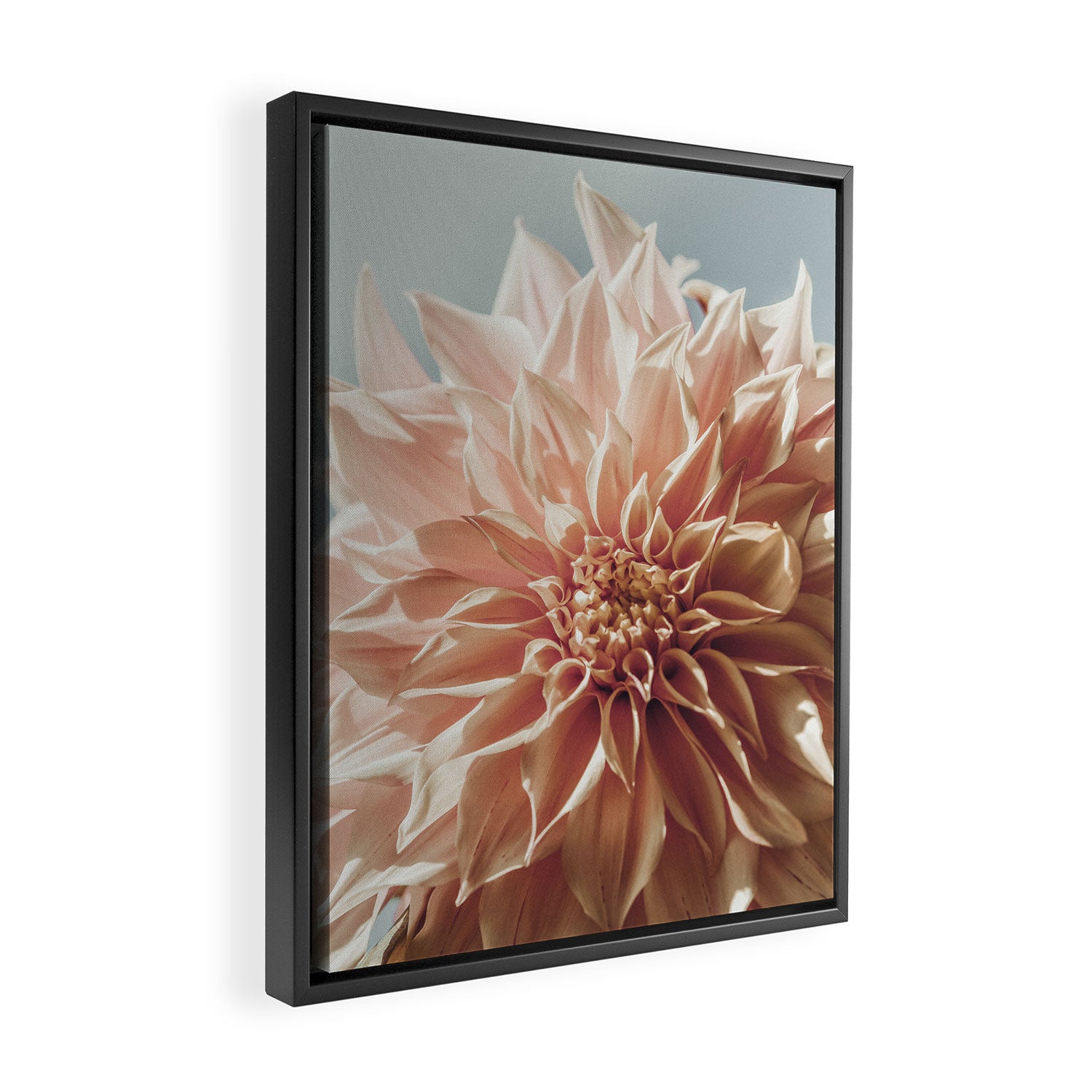 Always the Optimist  pink dahlia botanical flower photograph Framed Canvas Print Gallery Image 2