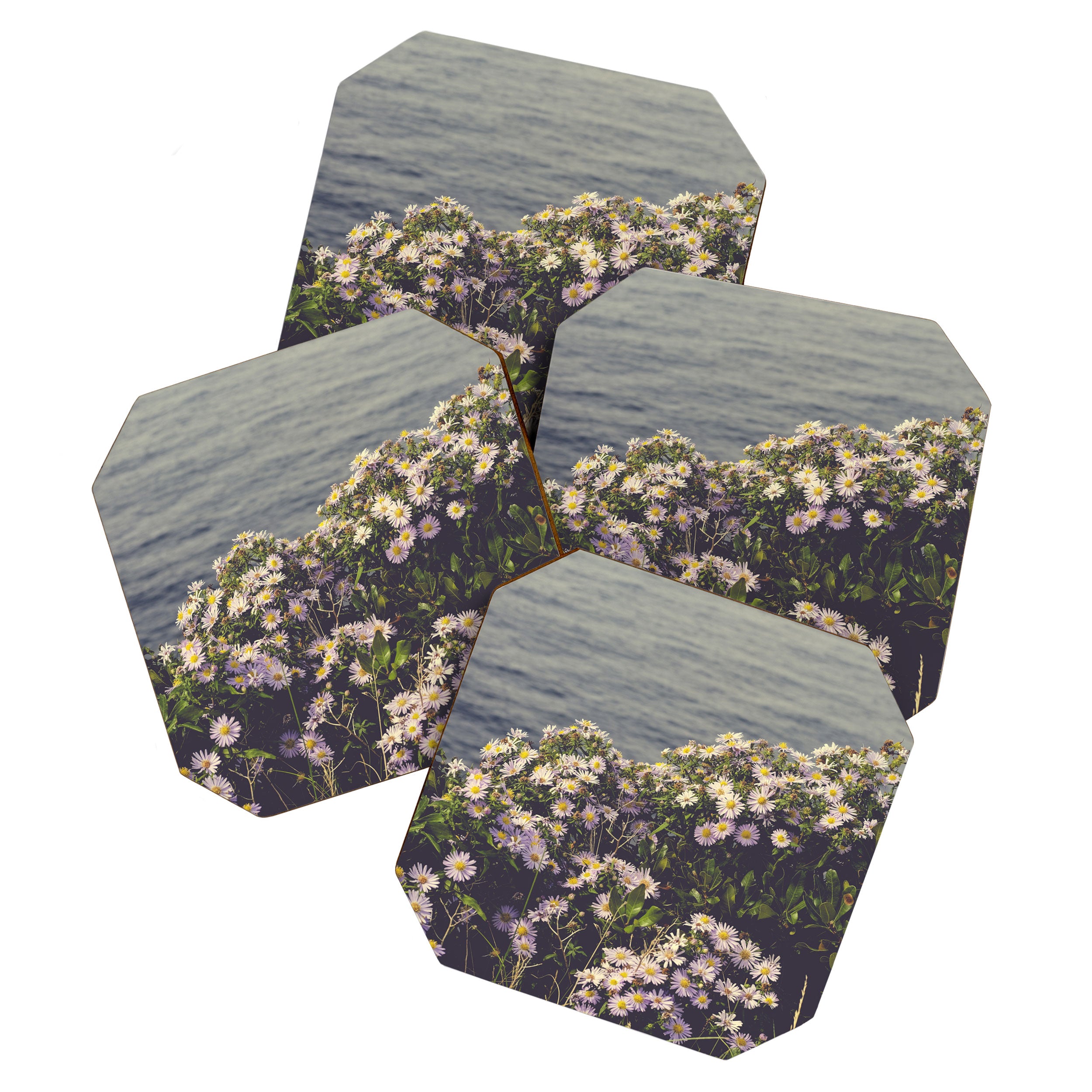 autumn asters by the sea - wildflower botanical photograph Coaster Gallery Image 1