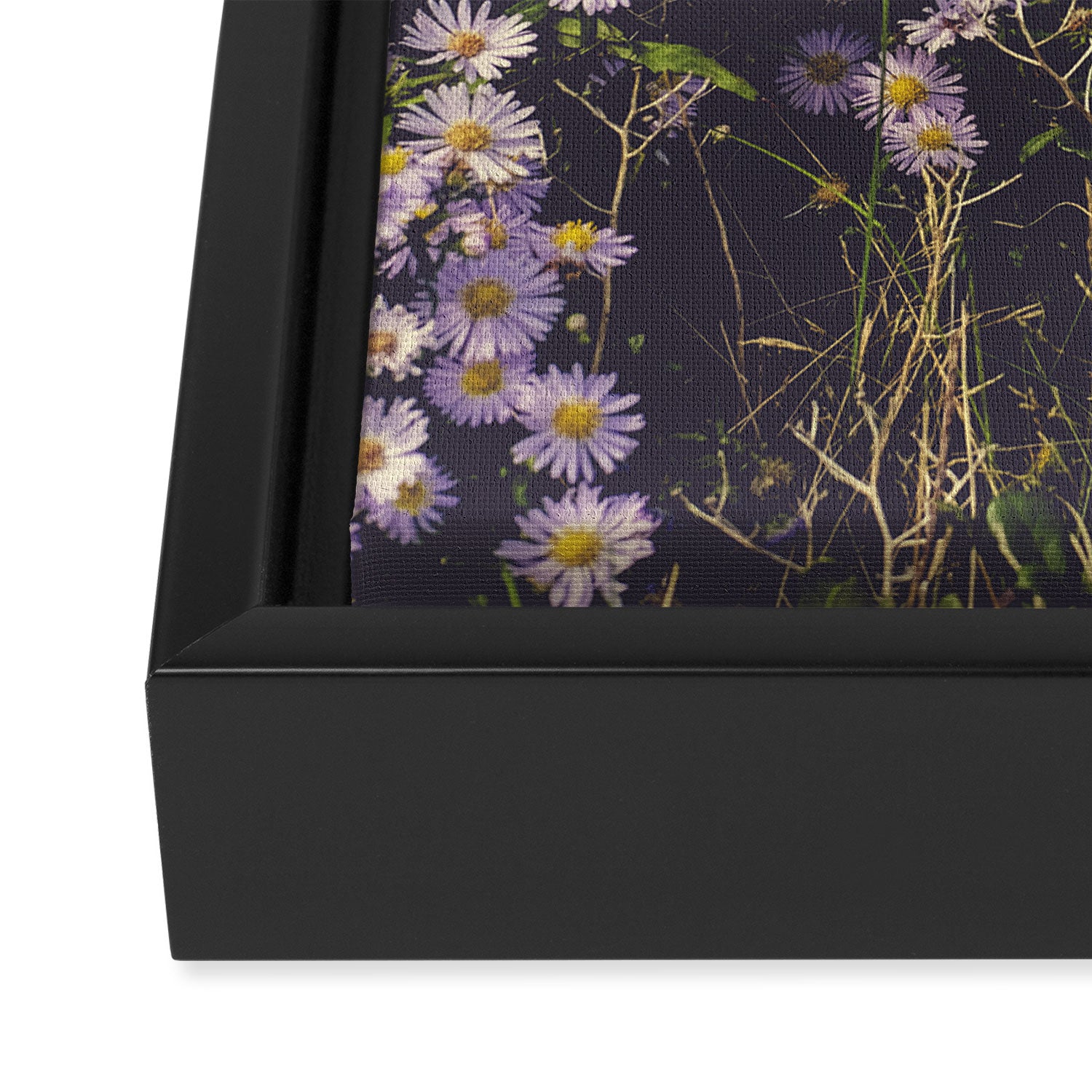 autumn asters by the sea - wildflower botanical photograph Framed Canvas Print Gallery Image 3
