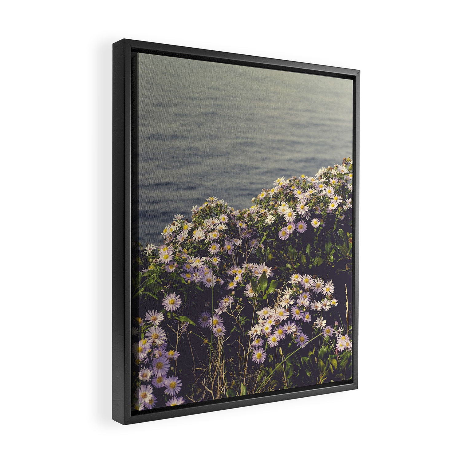 autumn asters by the sea - wildflower botanical photograph Framed Canvas Print Gallery Image 2