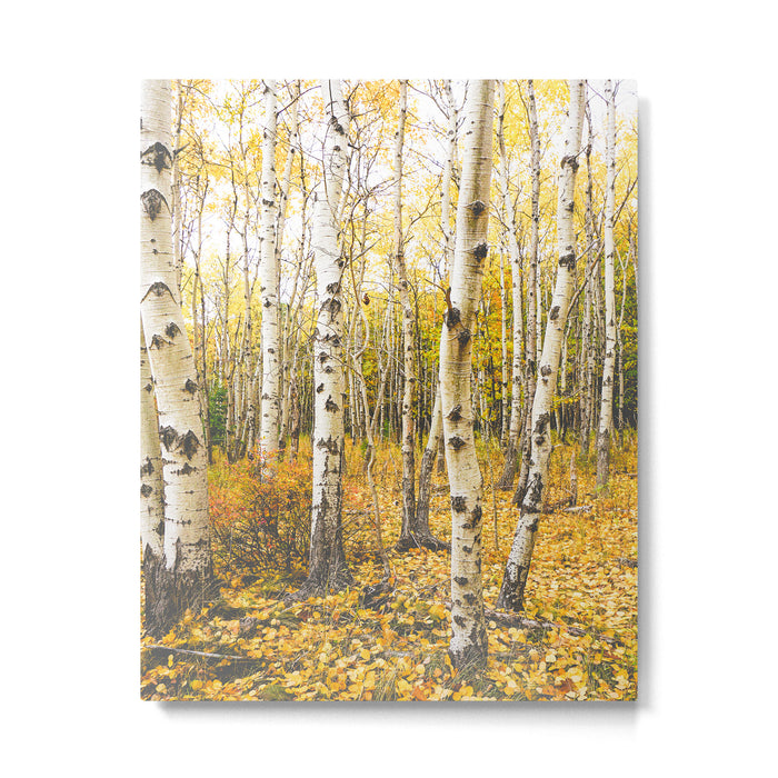 Autumn Birch Forest Metal Print Gallery Image 1