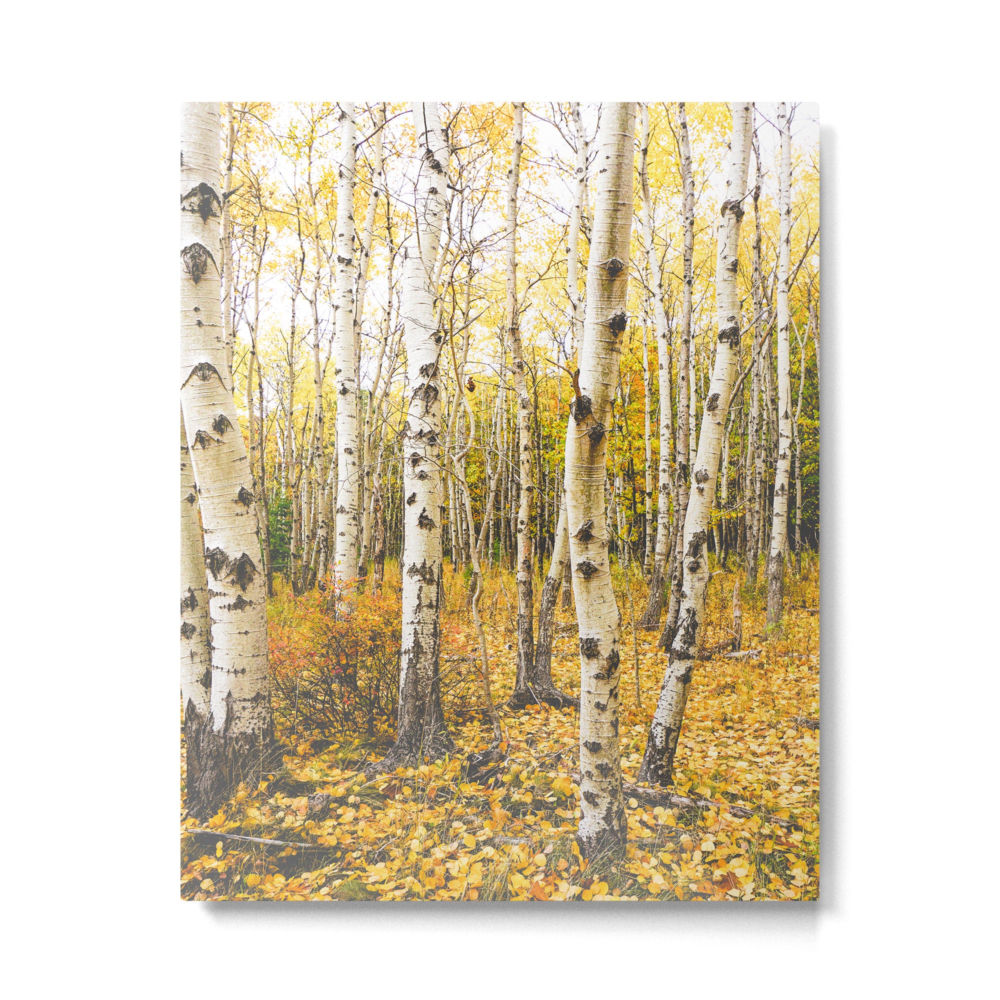 Autumn Birch Forest Metal Print Gallery Image 4