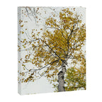 autumn maple tree - fall color nature photograph Canvas Print Gallery Image 6