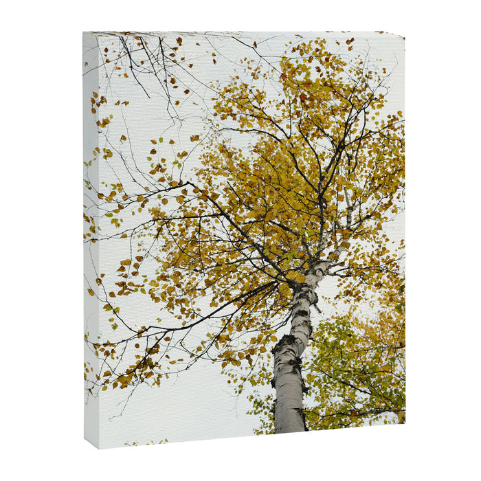autumn maple tree - fall color nature photograph Canvas Print Gallery Image 1