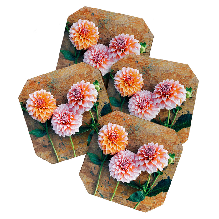 Autumn Mood number 1  Botanical autumn dahlia flower Photograph Coaster Gallery Image 1