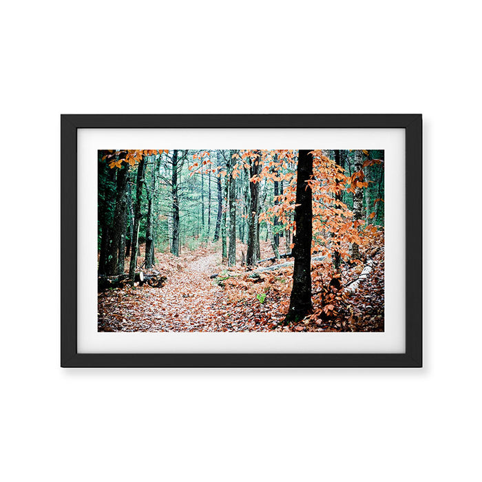 Autumn Woodland Framed Art Print Gallery Image 1