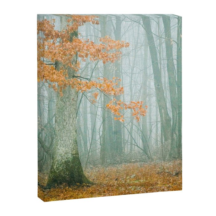 Autumn Woods Canvas Print Gallery Image 1