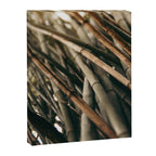 Bamboo Study 2 Canvas Print Gallery Image 6