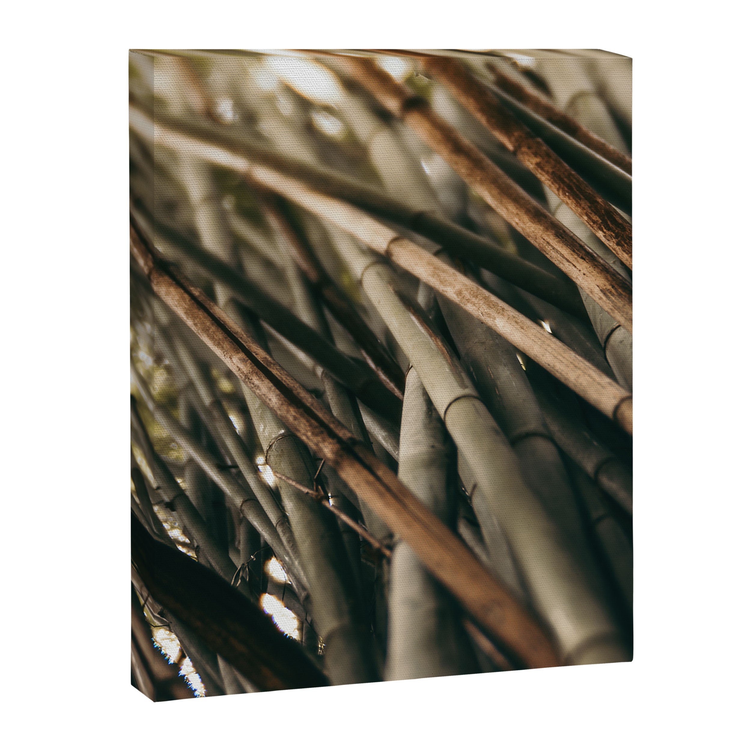 Bamboo Study 2 Canvas Print Gallery Image 6