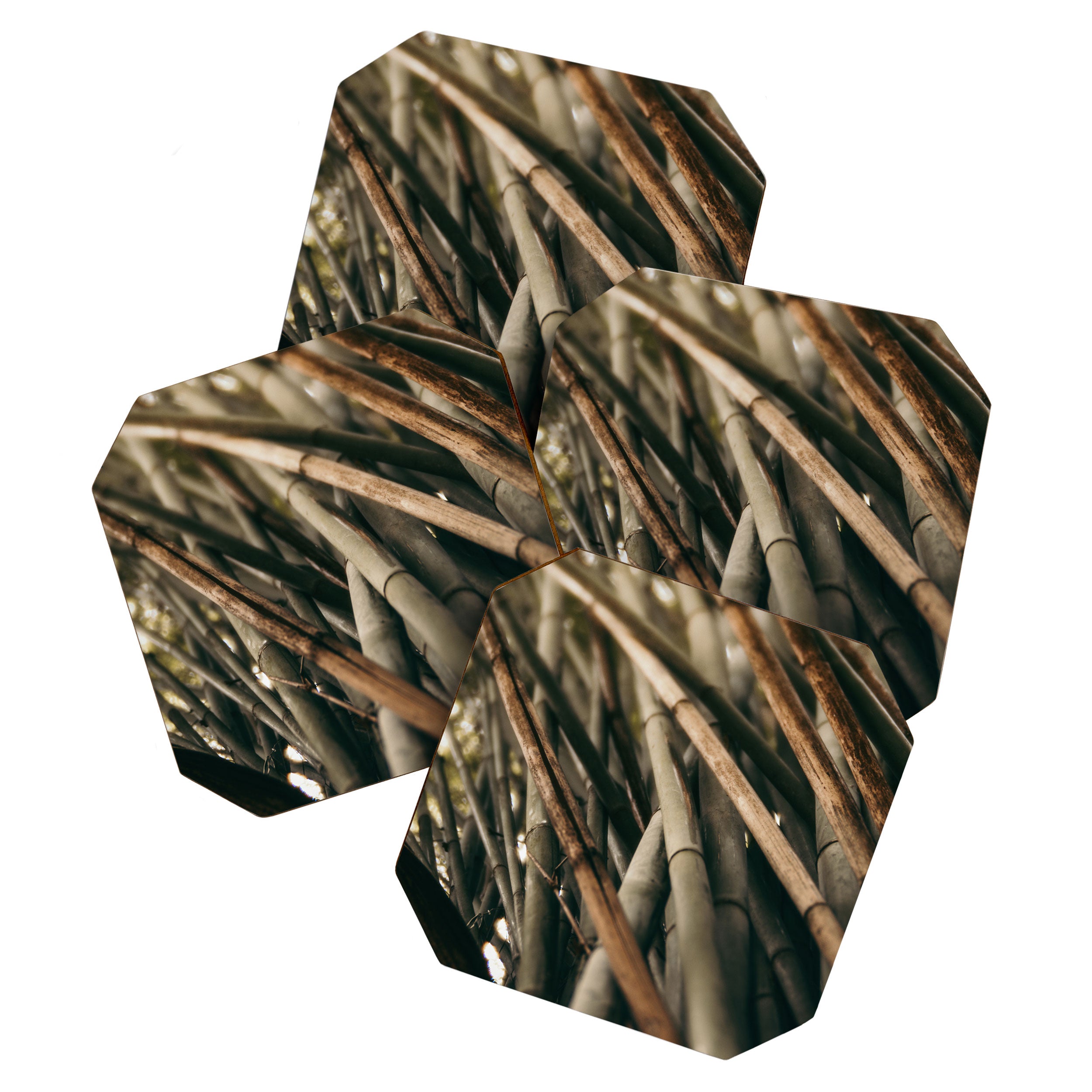Bamboo Study 2 Coaster Gallery Image 1