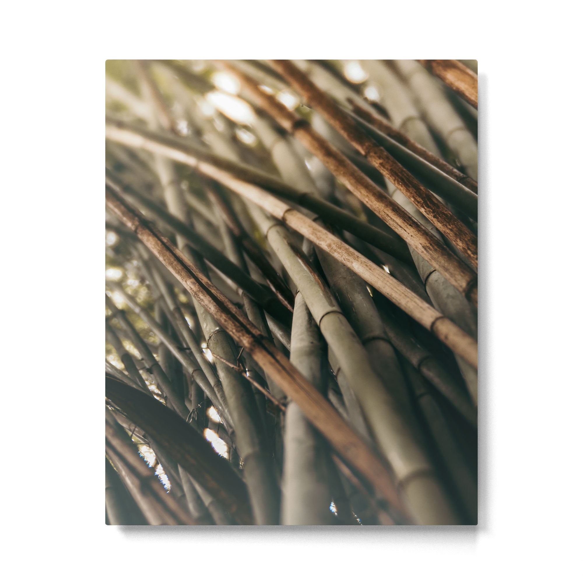 Bamboo Study 2 Metal Print Gallery Image 4