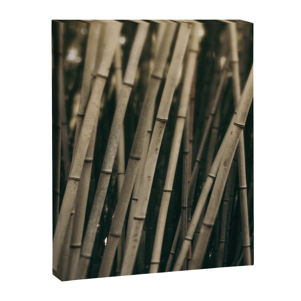 Bamboo Study 3 Canvas Print Gallery Image 6