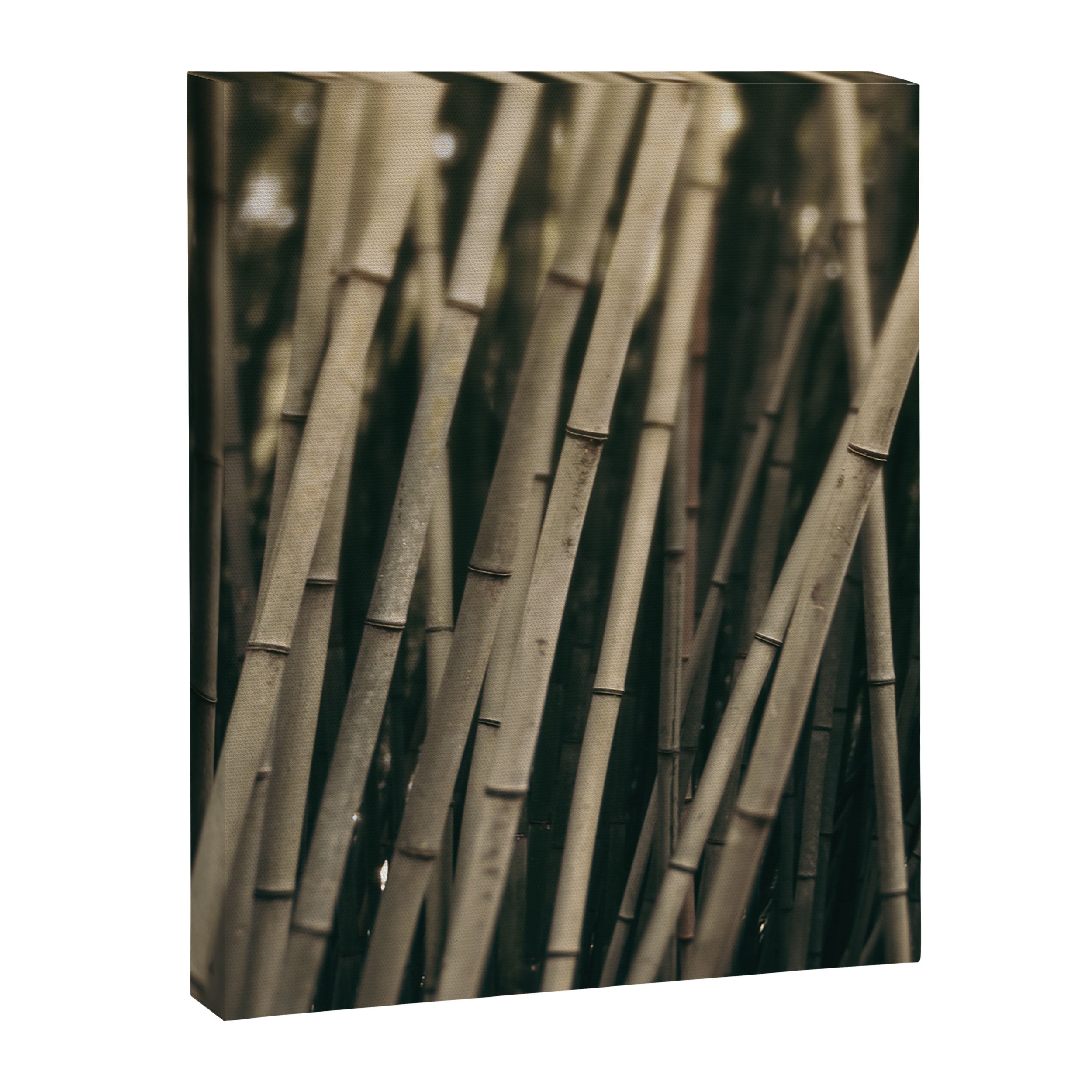 Bamboo Study 3 Canvas Print Gallery Image 6