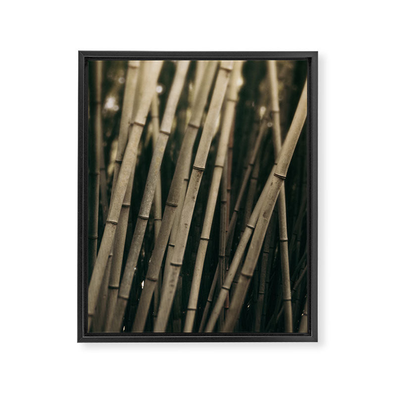 Bamboo Study 3 Framed Canvas Print Gallery Image 6